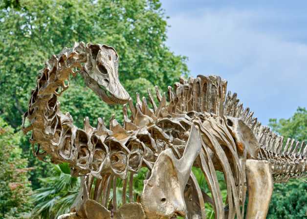 A close-up view of the diplodocus' anatomy. Bronze neck, spine, and rib bones are clearly shown. The structure is in front of green trees and in the top right corner there is blue sky showing.