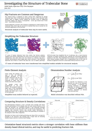 Investigating the structure of trabecular bone