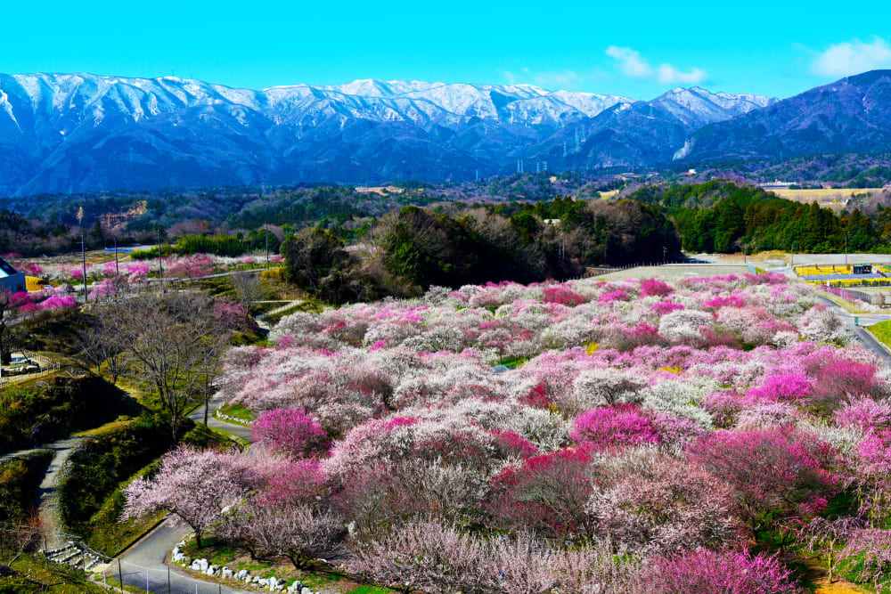 Pink Flush, Flowers, The Blossom House