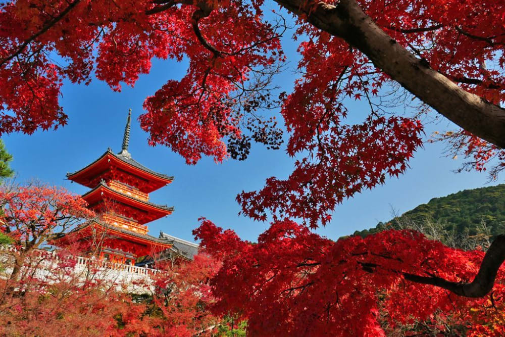 3 Recommended Autumn Leaf Spots in Kyoto Elusive to even Japan Connoisseurs Discover places only the locals know about JAPAN by Japan