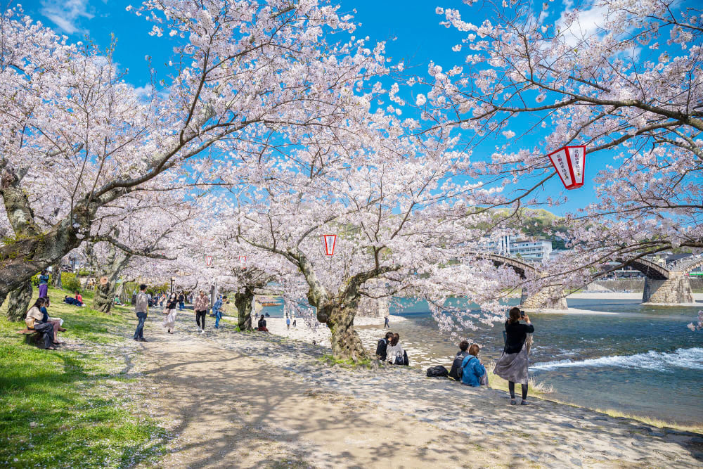 Hướng dẫn về hoa anh đào ở Nhật Bản | Du lịch Nhật Bản | JNTO