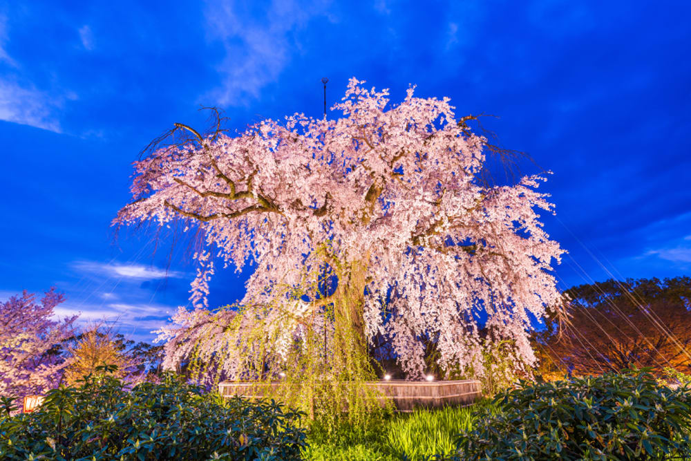 Where and when to see cherry blossom trees