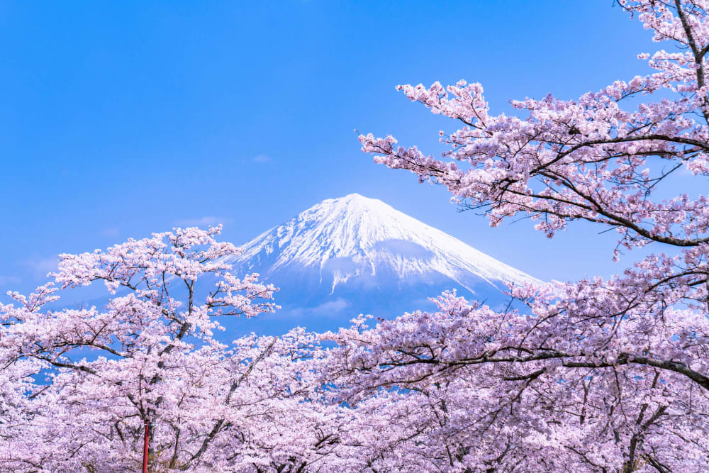 Japanese cherry blossom: 12 unusual things you should know