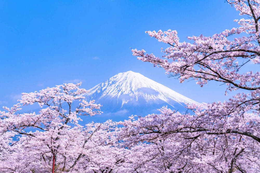 The Different Varieties of Cherry Blossoms in Japan