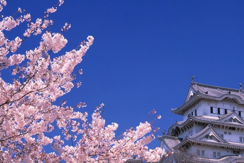 Cherry Blossoms (Sakura) in Japan