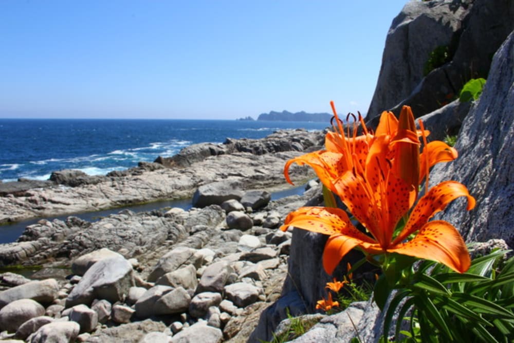 Coastal Landscapes Rich with Life | Experiences in Japan | Travel