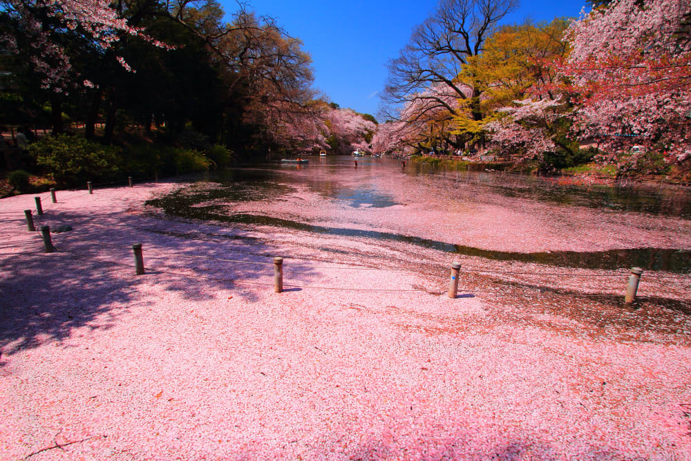 Hoa anh ᵭào nở tại Cȏng viên Inokashira | Travel Japan (Cơ quan Xúc tiến Du lịch Nhật Bản)
