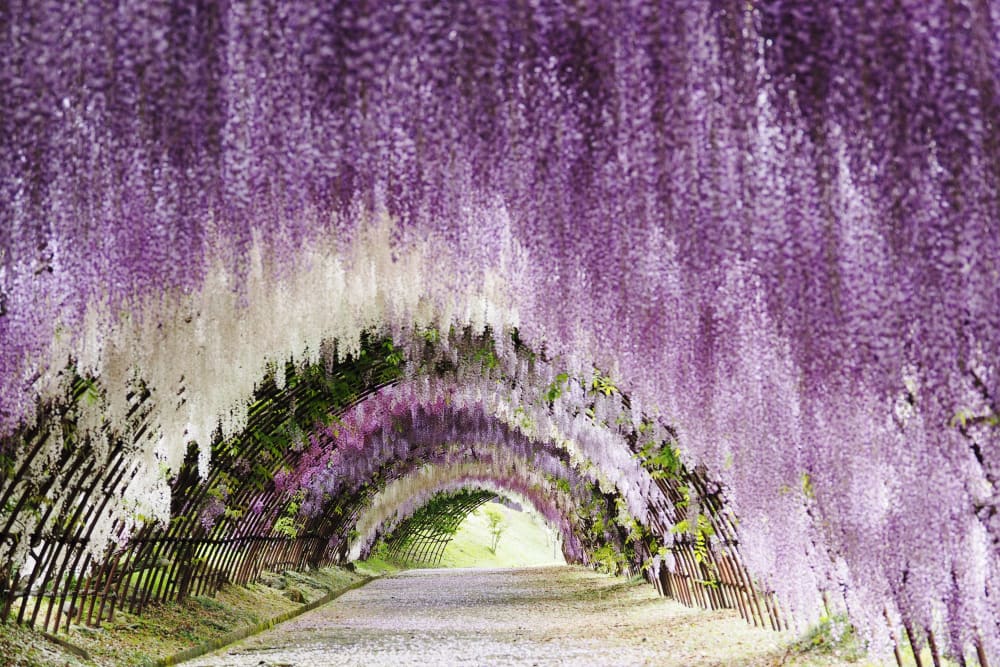 Fukuoka | Kyushu | Destinations | Travel Japan