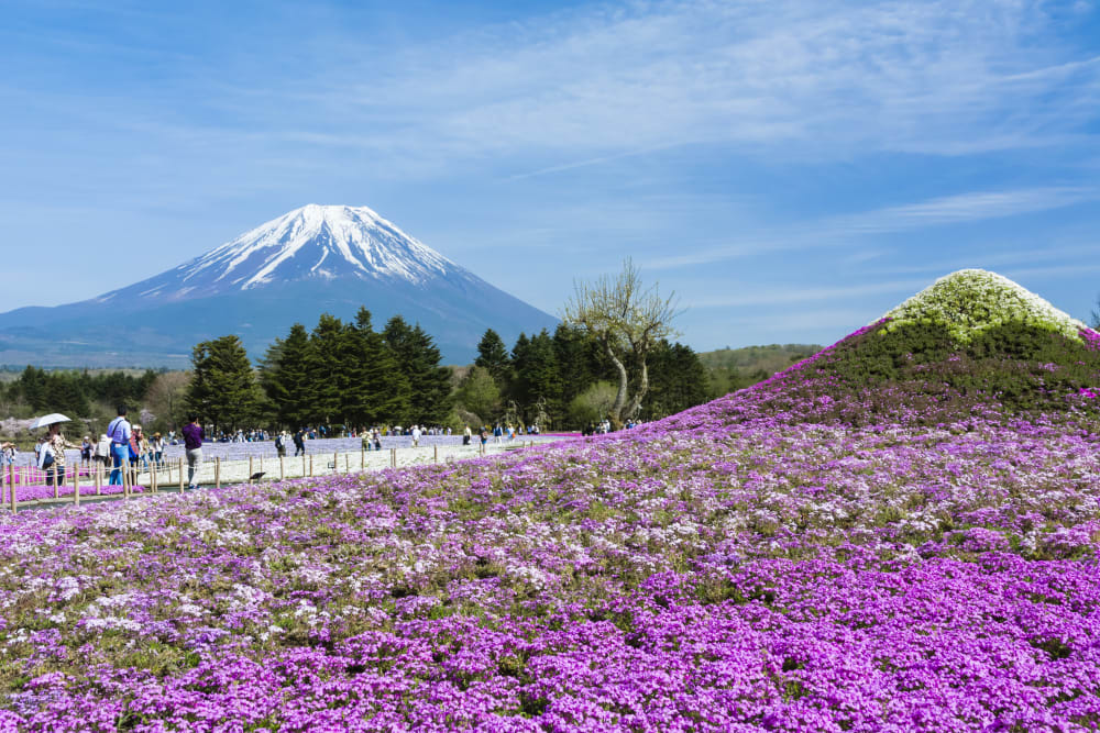 Spring in Japan | Guide | Travel Japan（Japan National Tourism Organization）