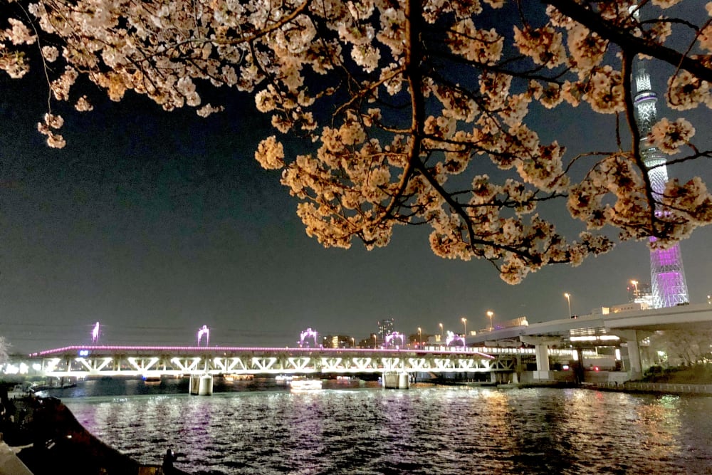 스미다공원벚꽃축제 | Travel Japan - 일본정부관광국(공식 홈페이지)