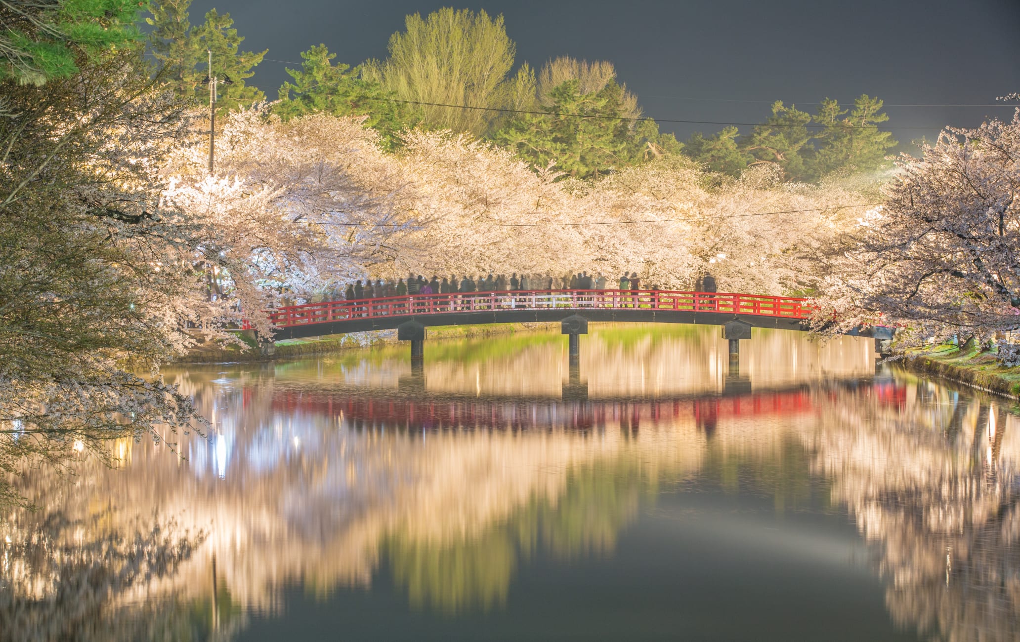Hirosaki Cherry Blossom Festival Beauty Scene
