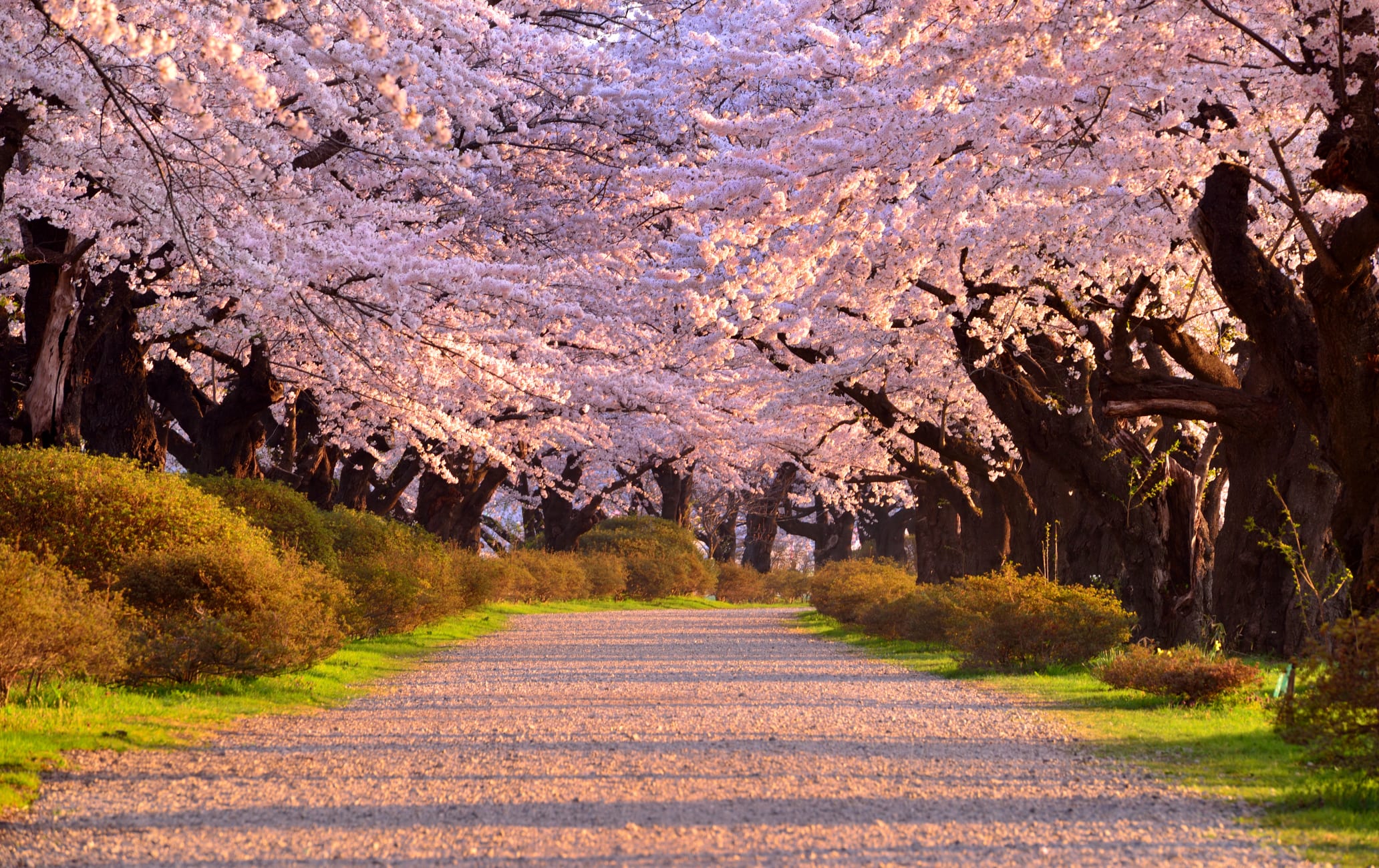 Kitakami Tenshochi Sakura Festival