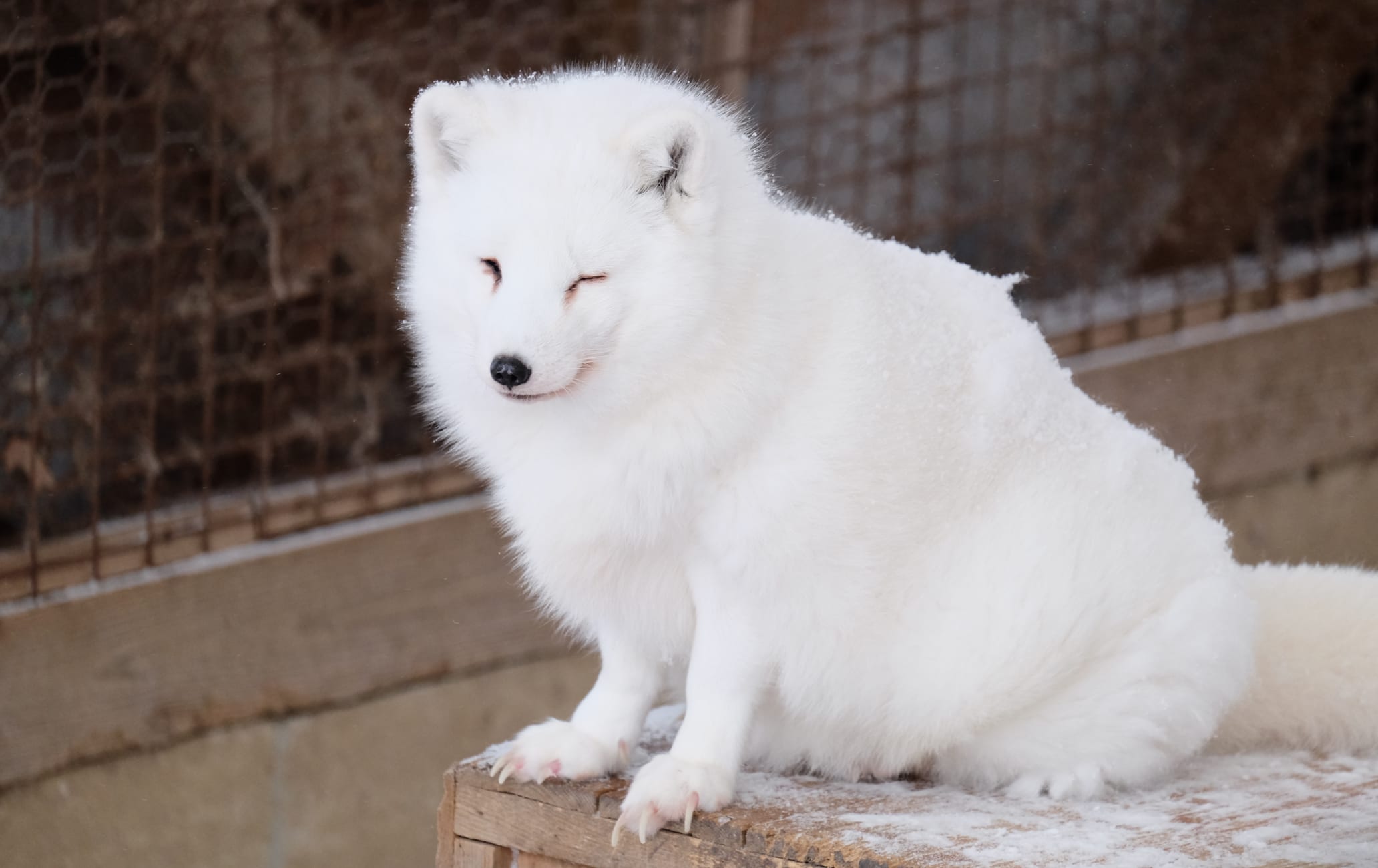 Zao Fox Village