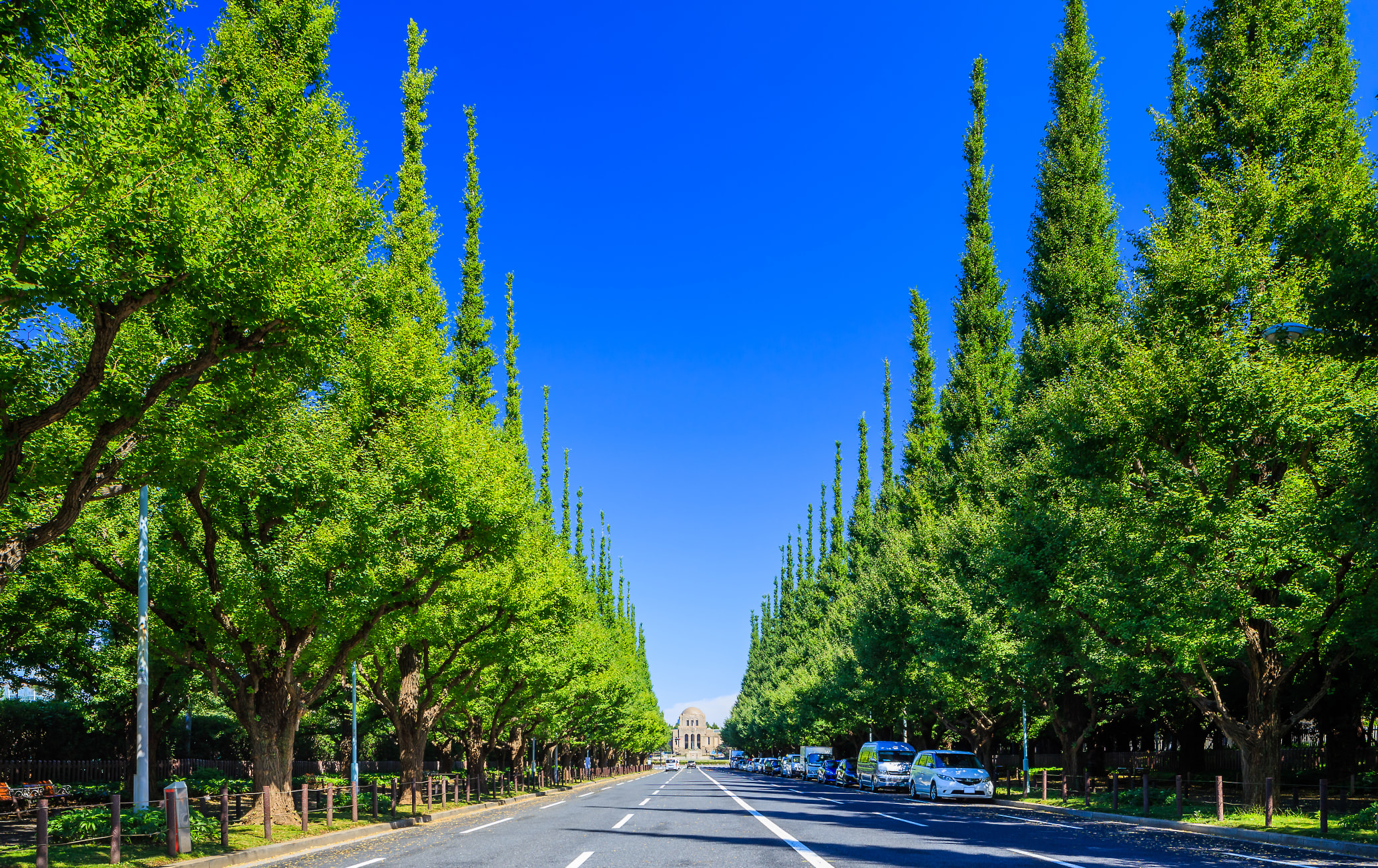 Icho Namiki Ginkgo Avenue