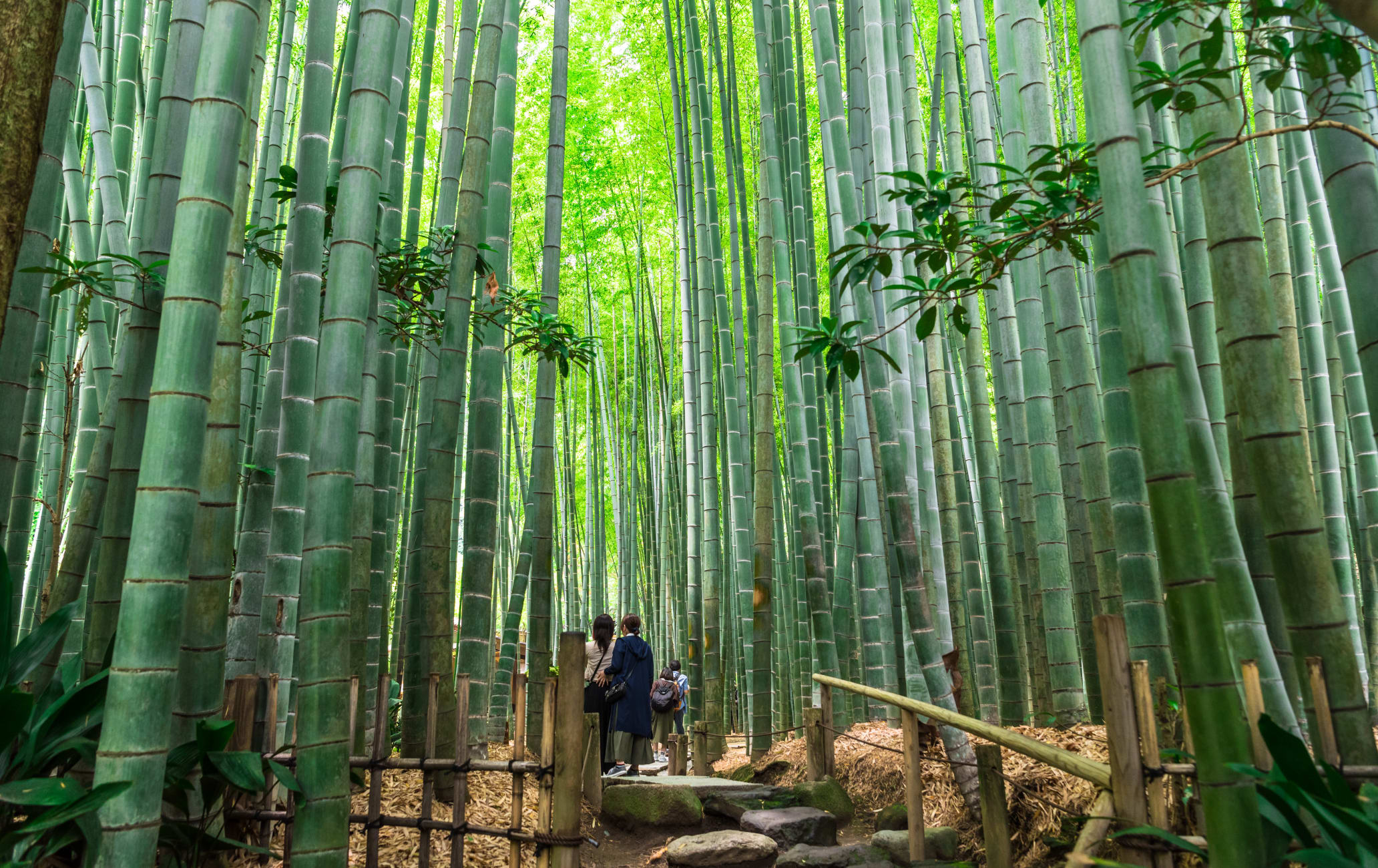 Hokoku-ji Temple