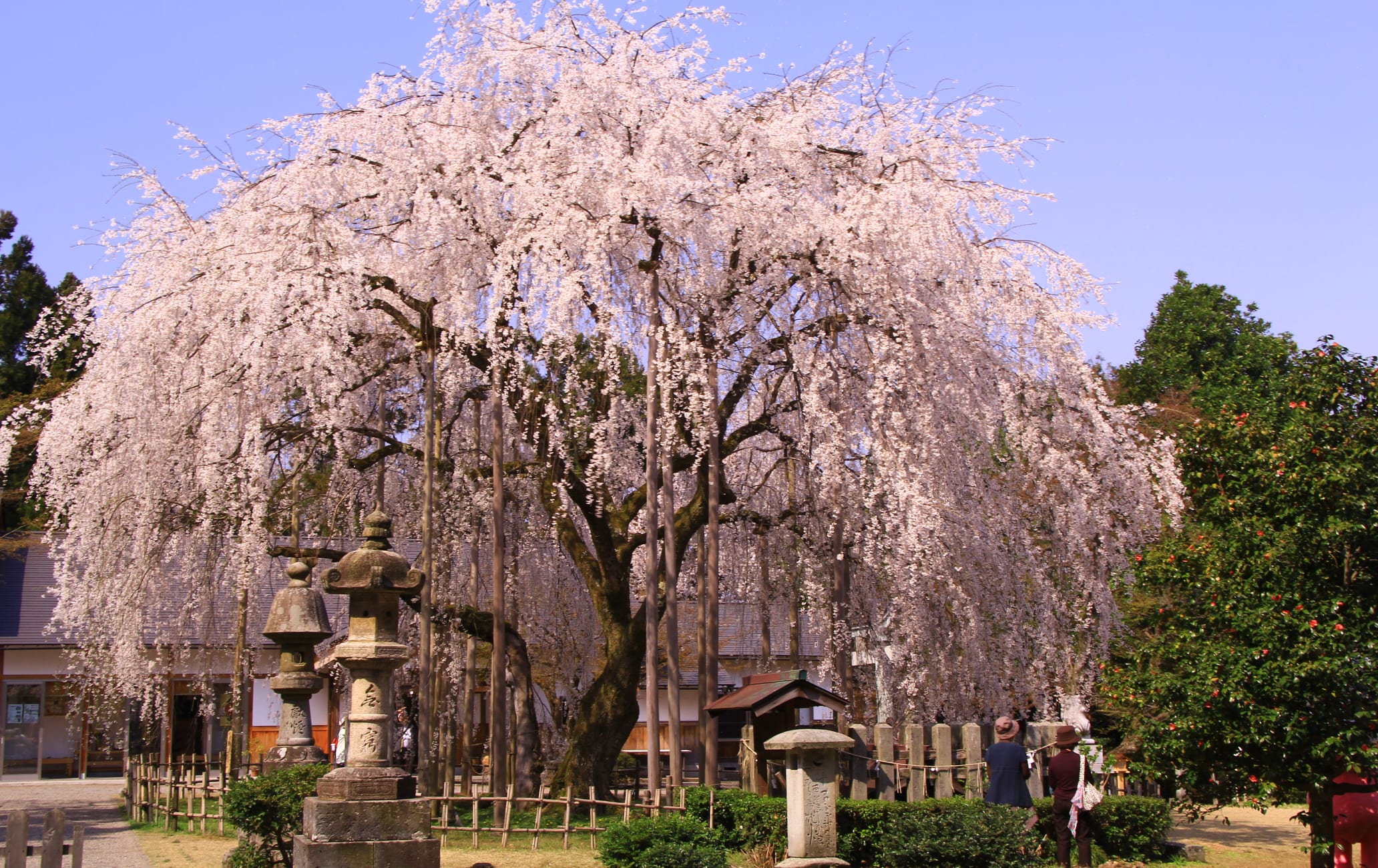 Asuwayama Park-cherry blossom