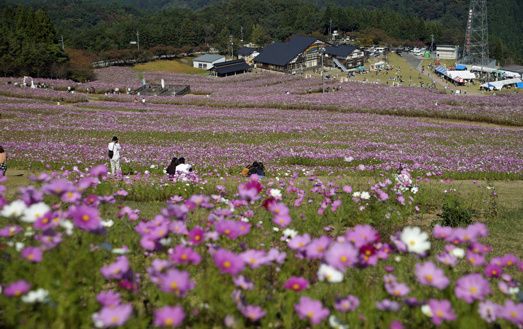 Cosmos at Tonami Yumenotaira-AUT