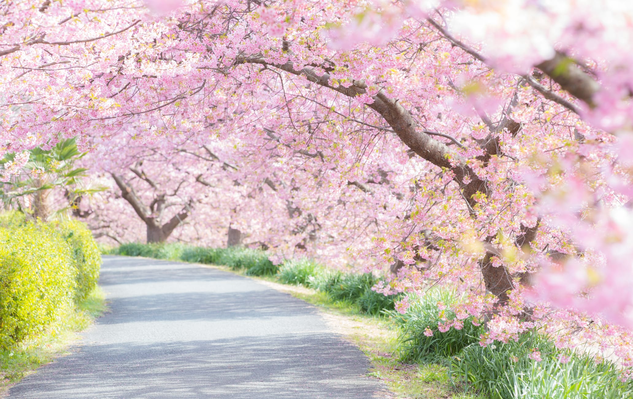 Kawazu Cherry Blossom Festival