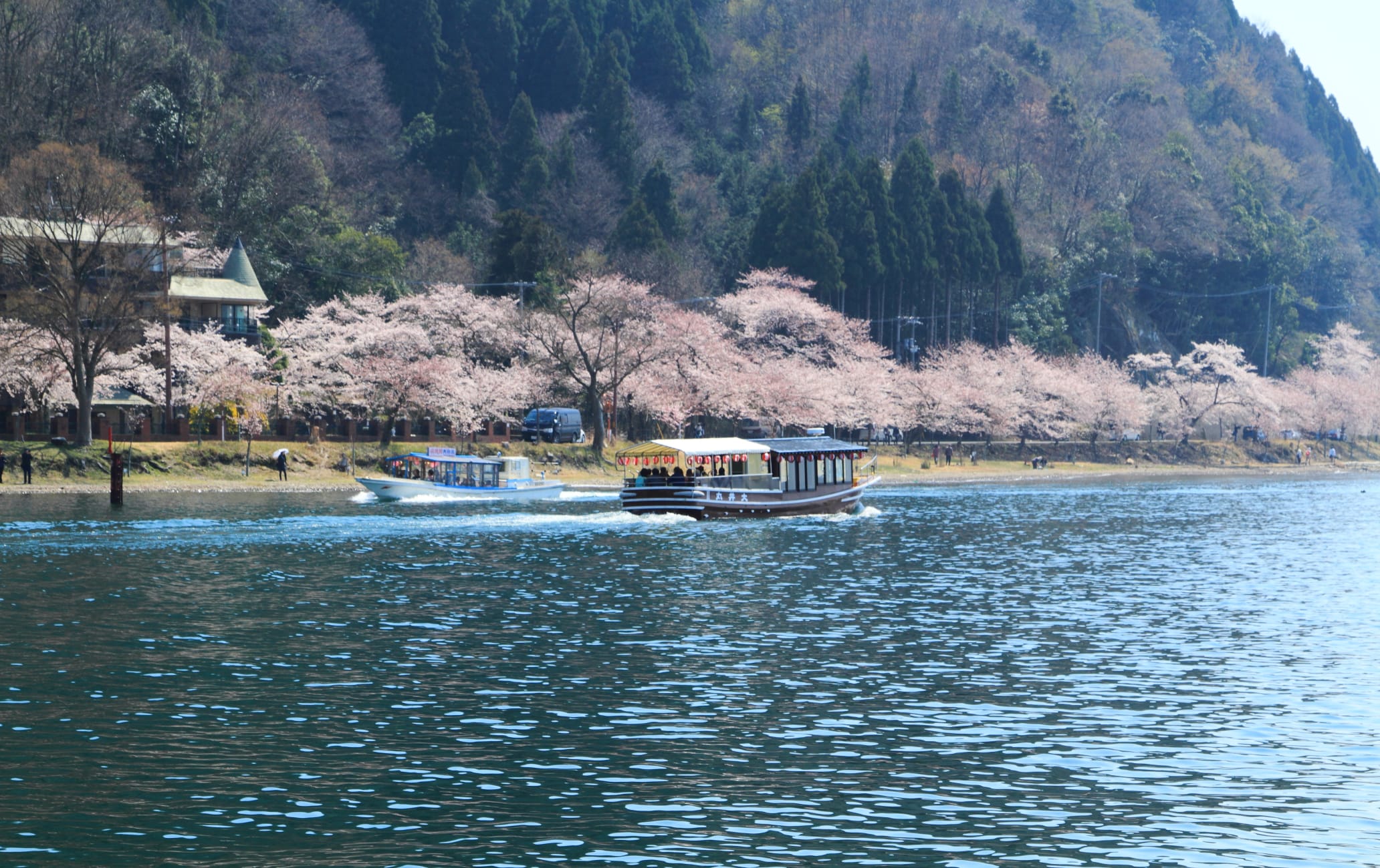 Sakura of Kaizu Osaki