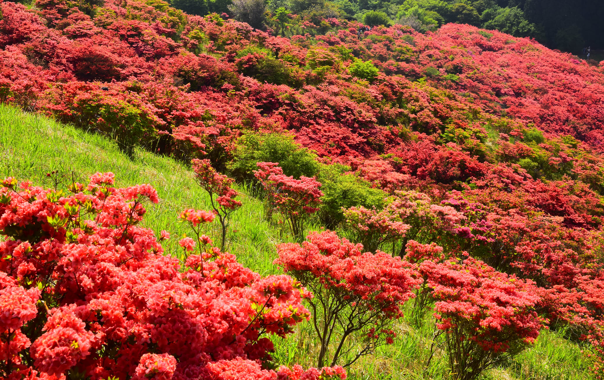 Mt. Katsuragi Azalea                              葛城山のつつじ