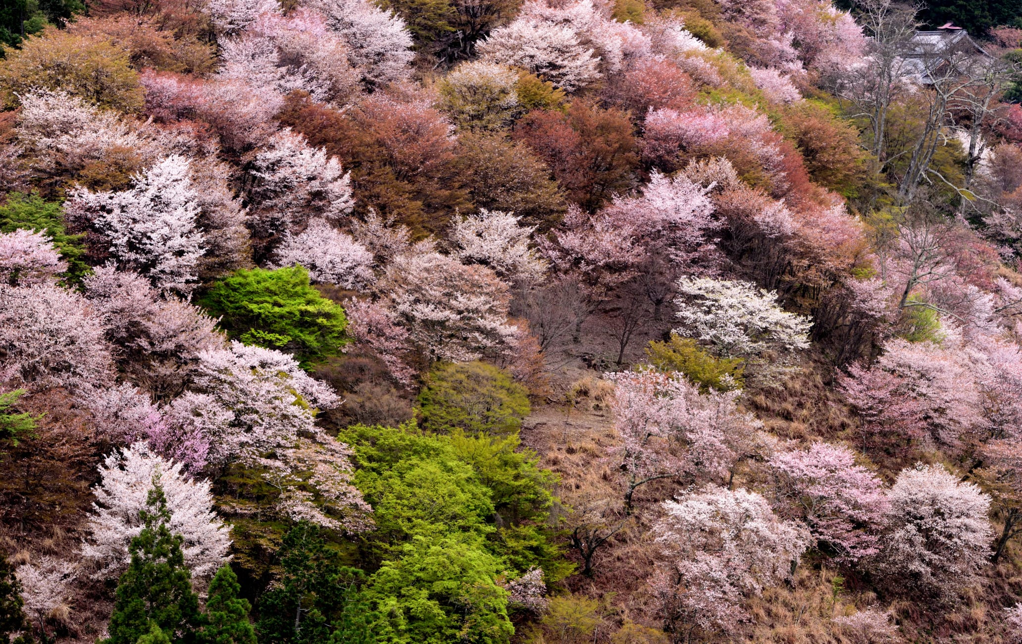 Cherry blossom of Yoshino Mountain-SPR