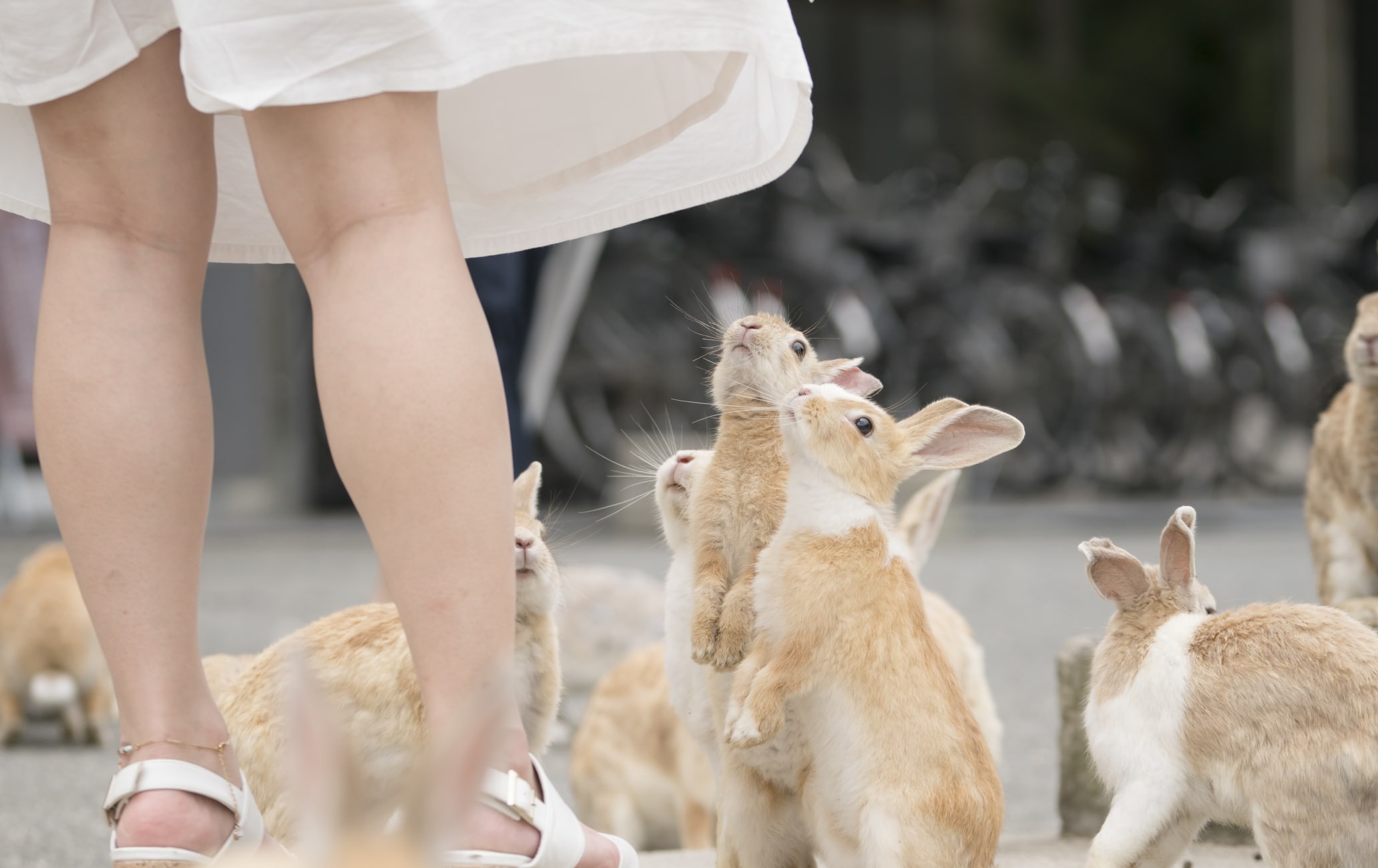 Okunoshima