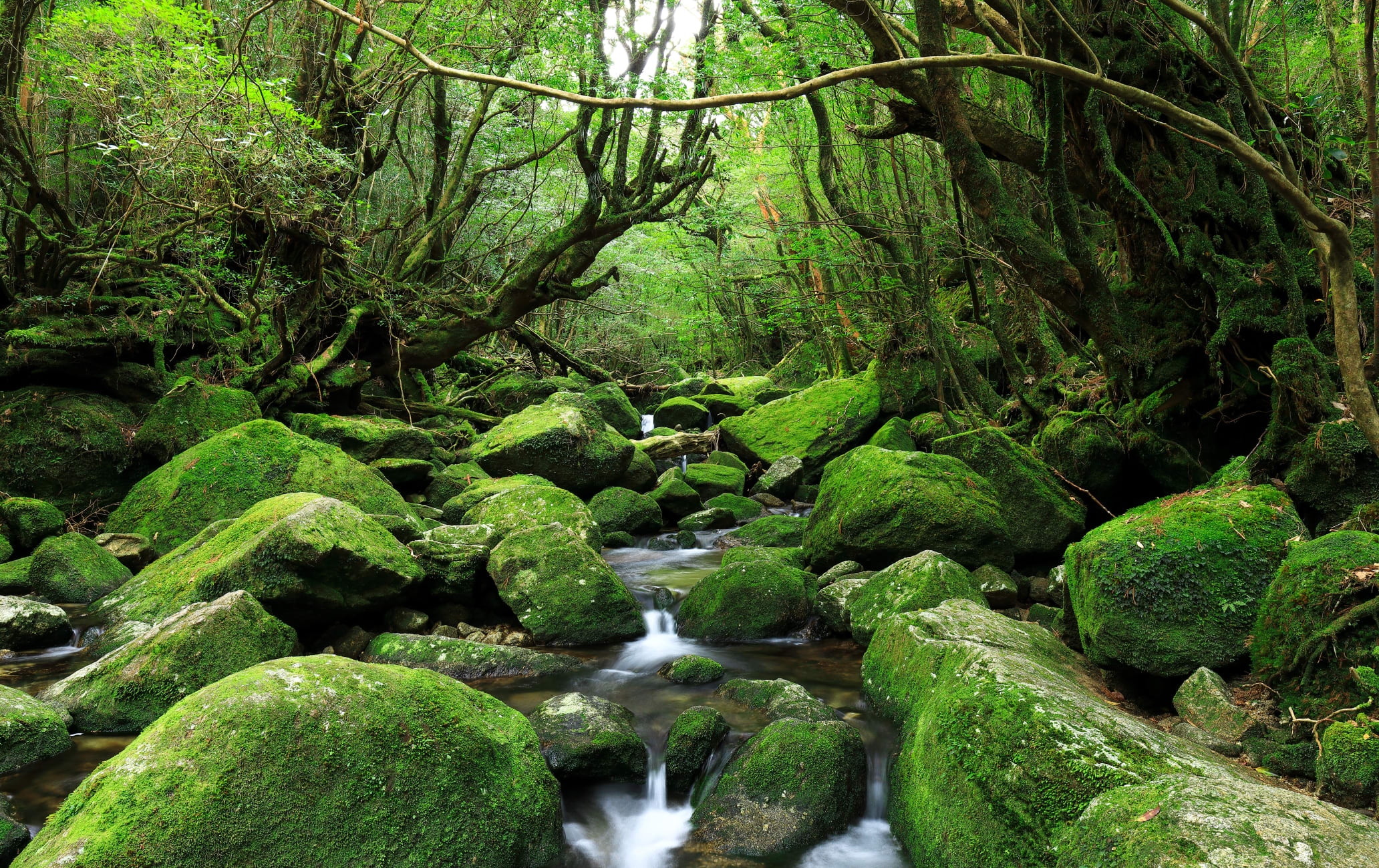 Shiratani Unsuikyo Ravine