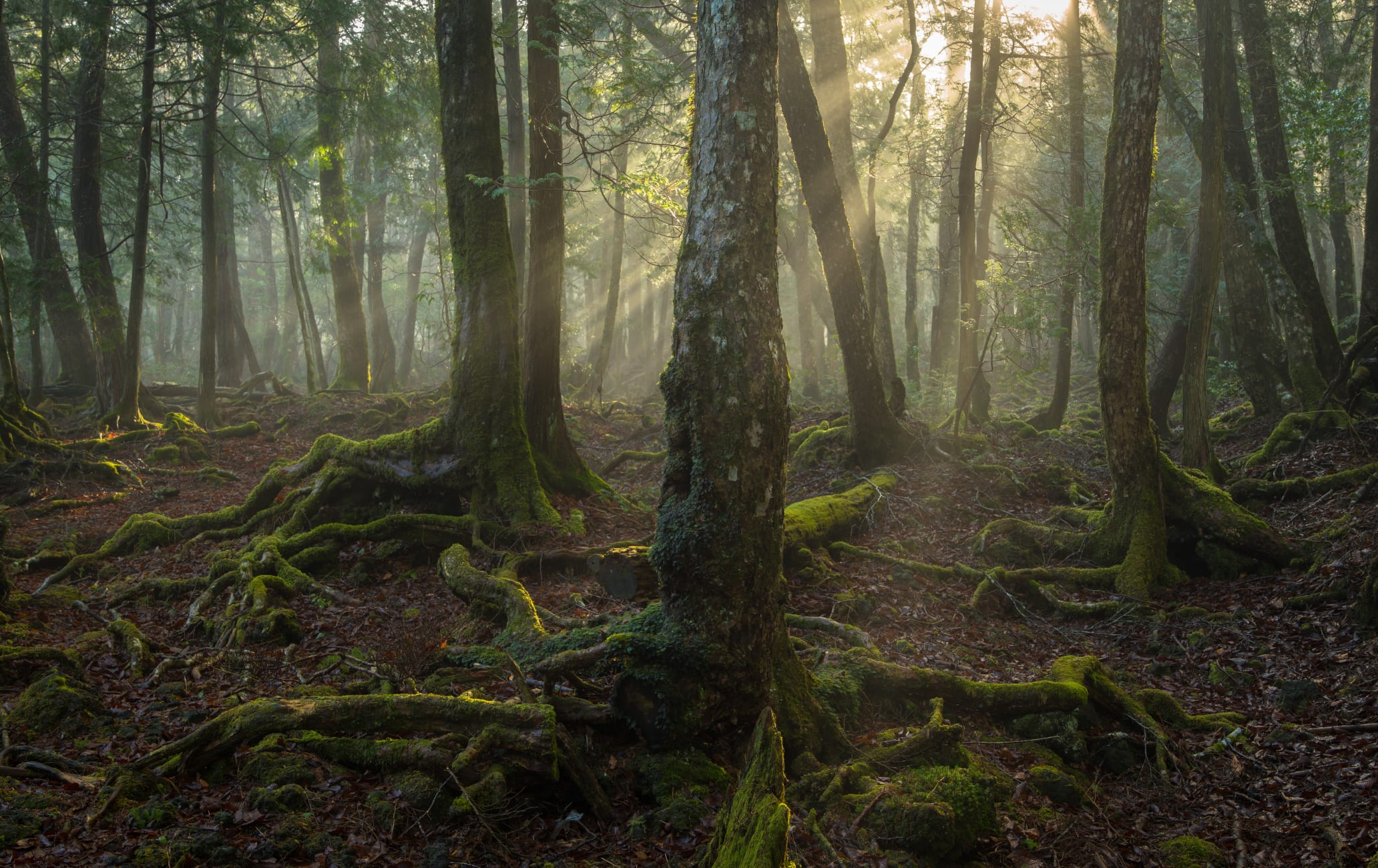 Aokigahara Jukai Forest