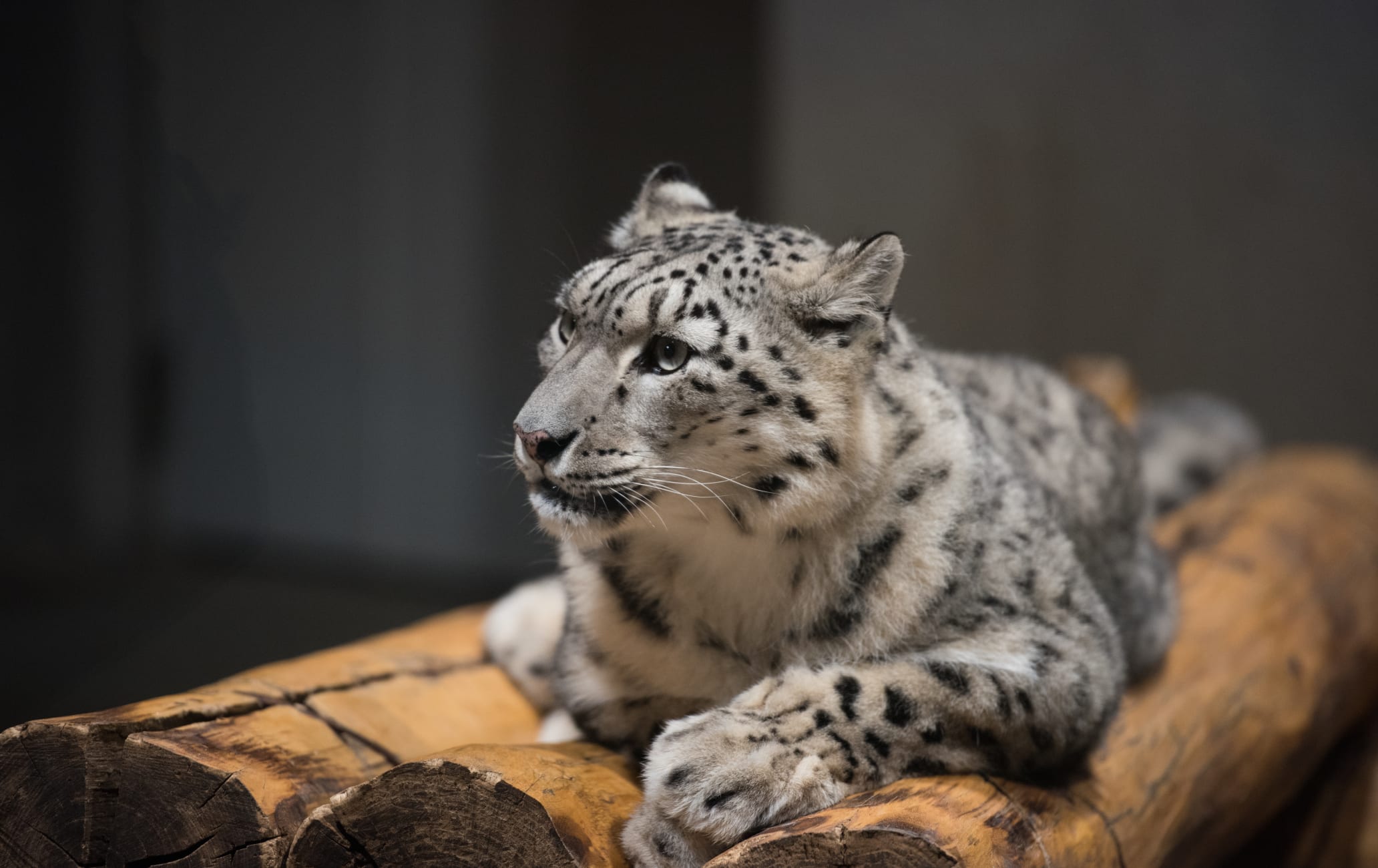 Maruyama Zoo