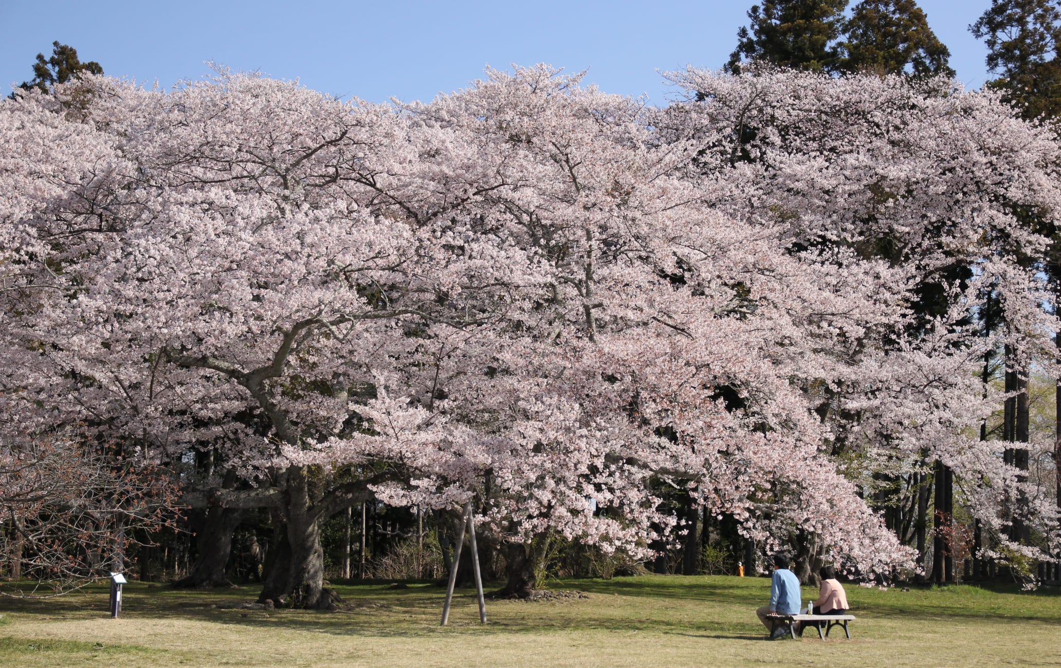 sendai area