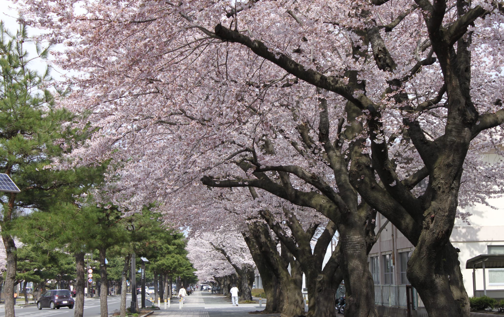 Nikko Kaido Sakura Route