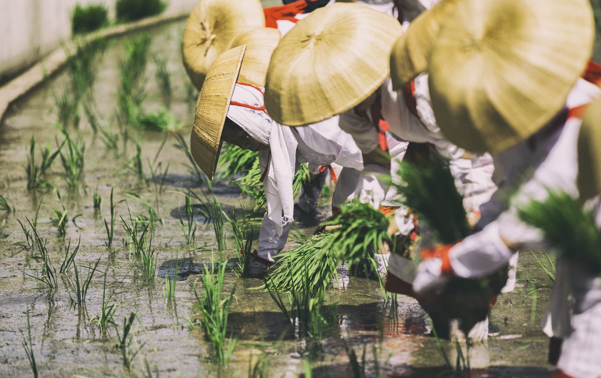 Otaue Rice Planting Festival