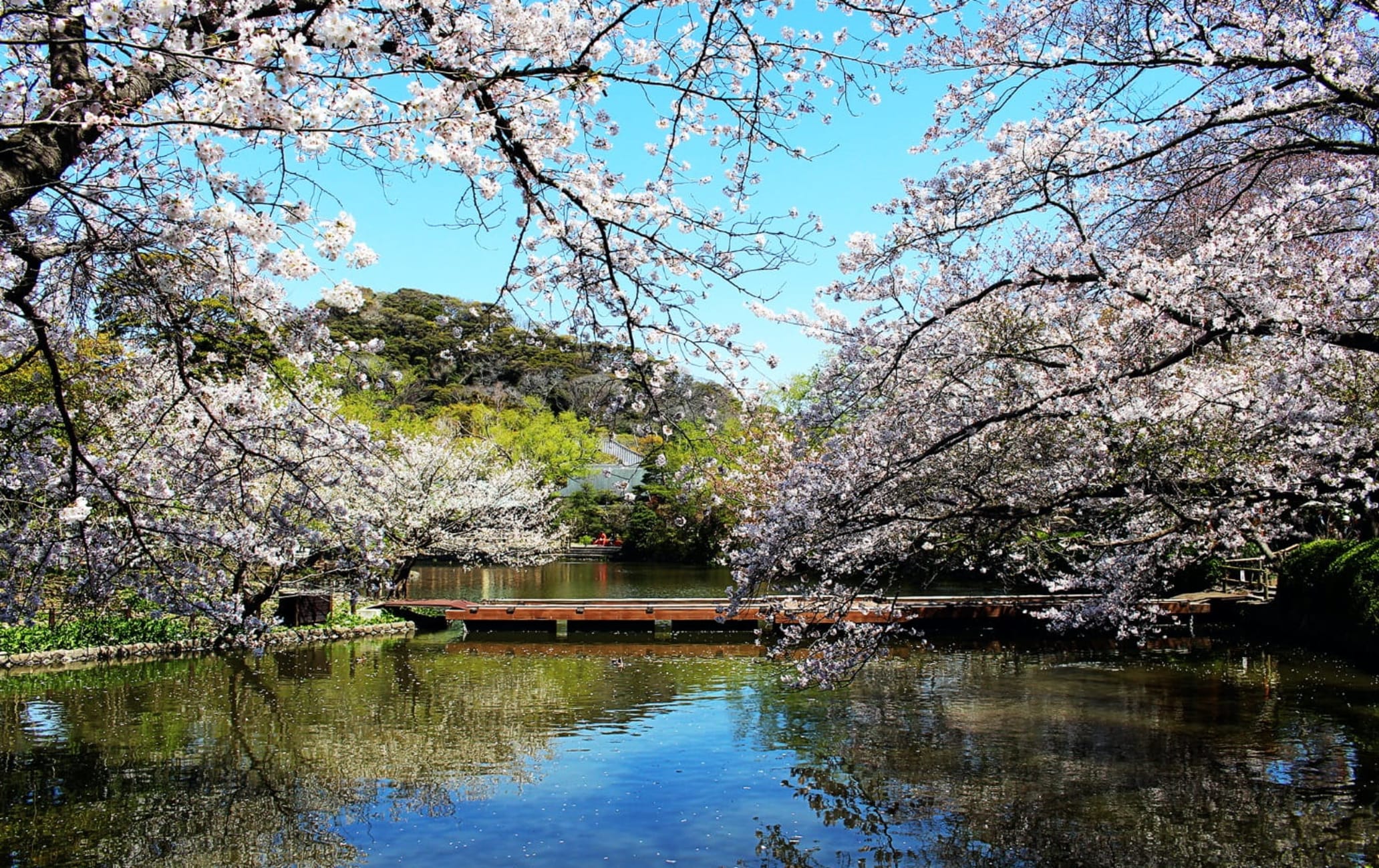 Đền thờ Tsurugaoka Hachimangu | Travel Japan (Cơ quan Xúc tiến Du lịch Nhật  Bản)