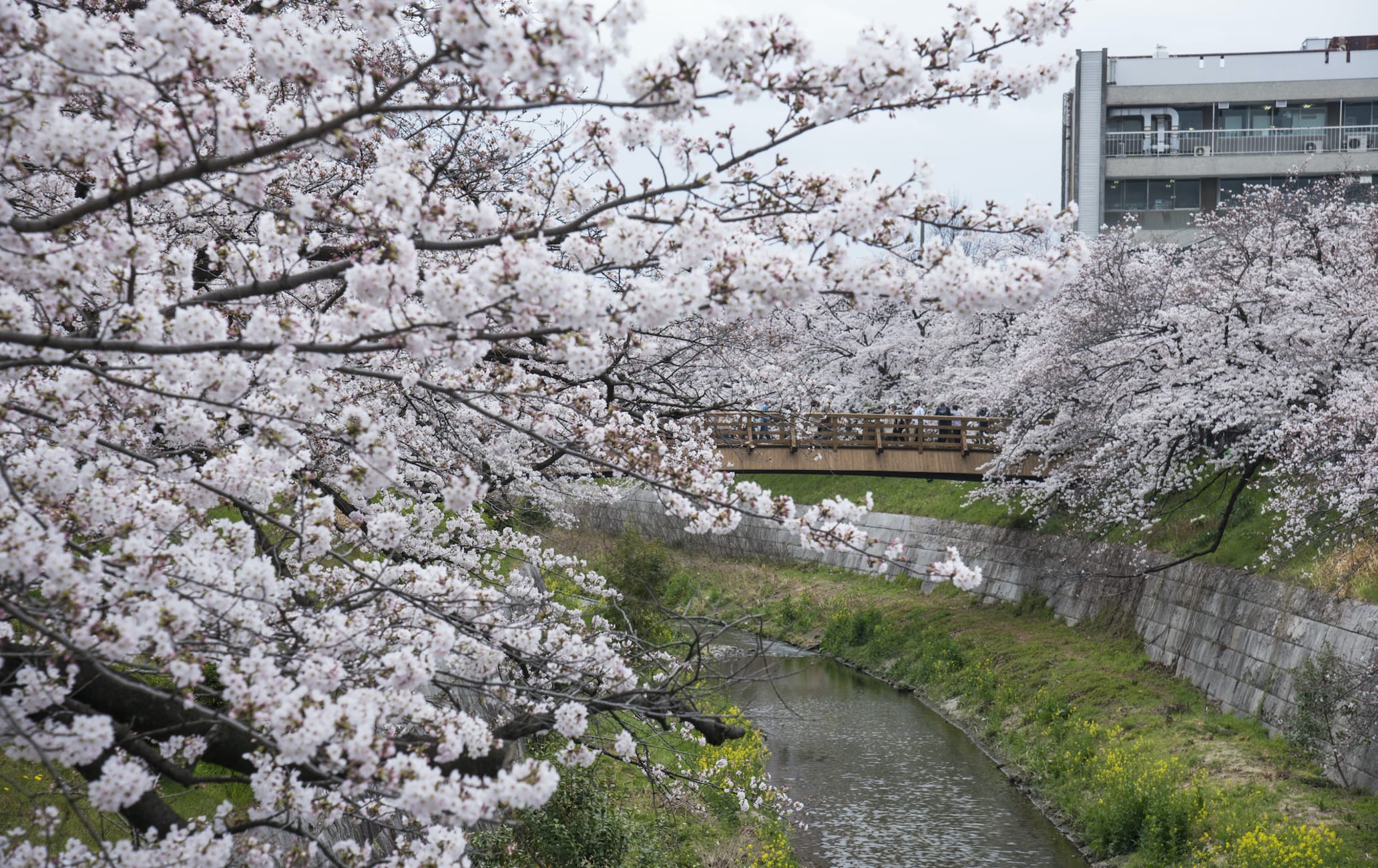 Yamazaki River Cherry Blossoms