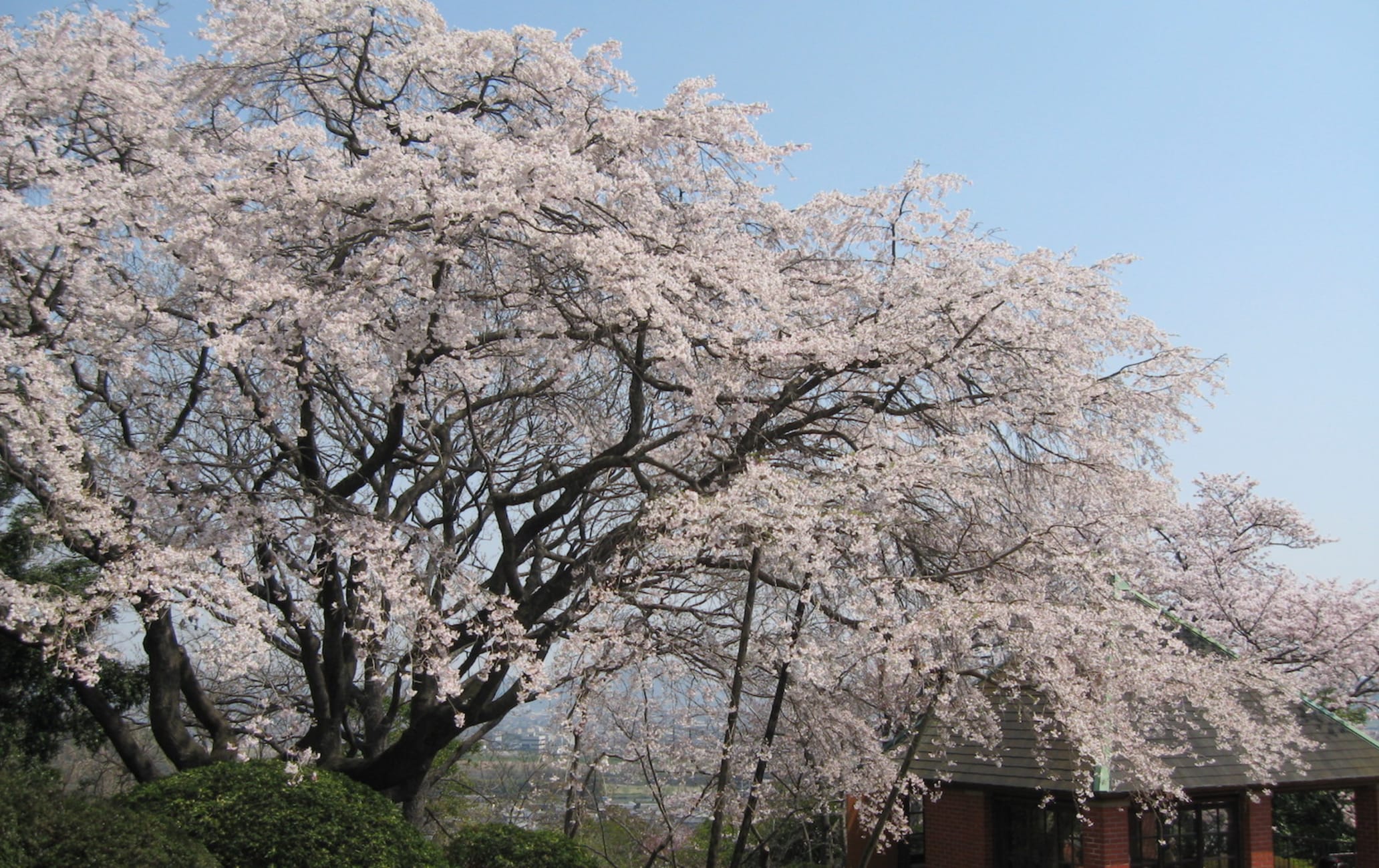 Handayama Botanical Garden