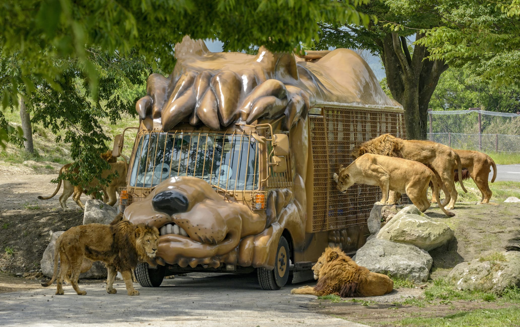African Safari | Travel Japan (Japan National Tourism Organization)