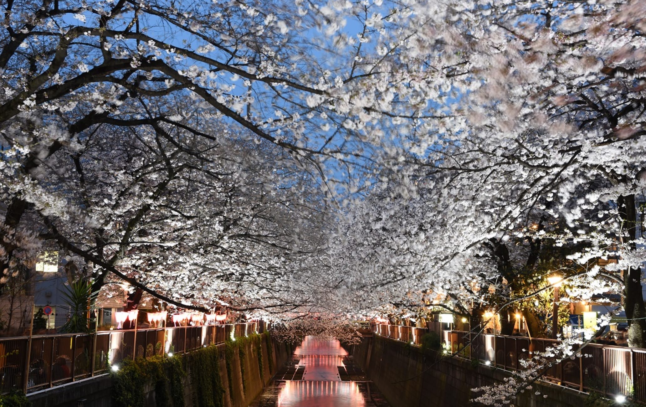 目黒川の桜 東京 Attractions Travel Japan Jnto