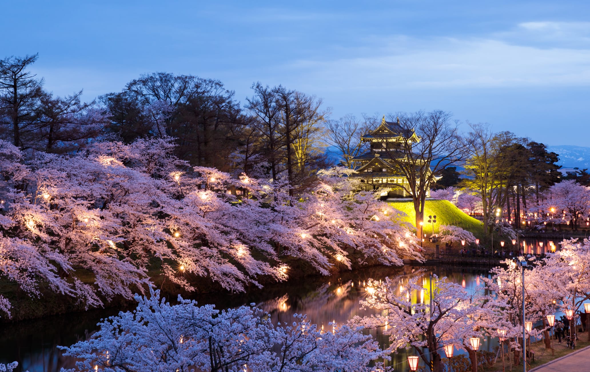 Japón se llena de cerezos en flor: ¡Es época de Hanami!