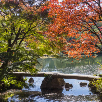 Engage in Cultural Experiences to Discover Japan’s Unique Sense of Aesthetic Beauty