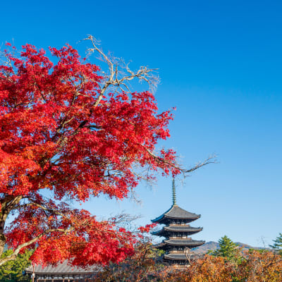 The five-story pagoda and autumn leaves at Kofukuji Temple.