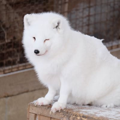 Pueblo de los zorros de Zao