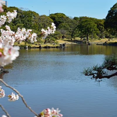Cerezos en flor de los jardines de Hama-rikyu