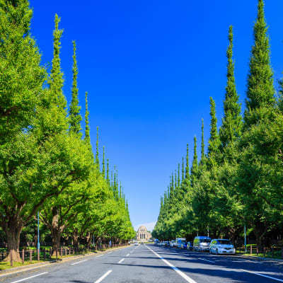 Avenida de Icho Namiki