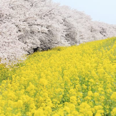Cerezos en flor de Kumagaya Sakura Tsutsumi