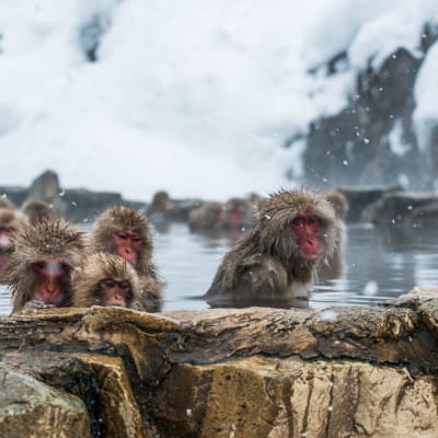 Jigokudani Snow Monkey Park