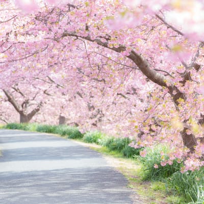 Festival de los Cerezos en Flor de Kawazu