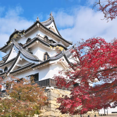 ฮิโคะเนะ