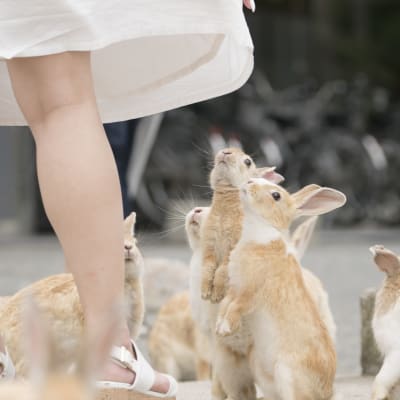 Isla de los conejos (Okunoshima)