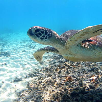 Isla de Tokashiki (Tokashikijima)