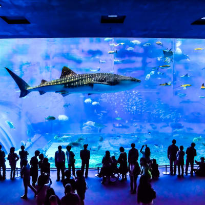 Okinawa Churaumi Aquarium